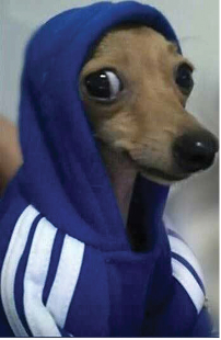 Dog in a hoodie