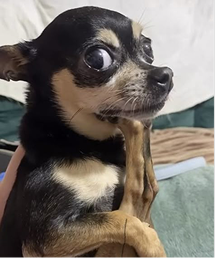 Dog looking suspicious